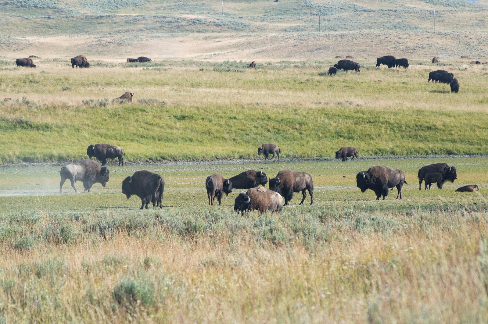 Bison herd in Hayden Valley