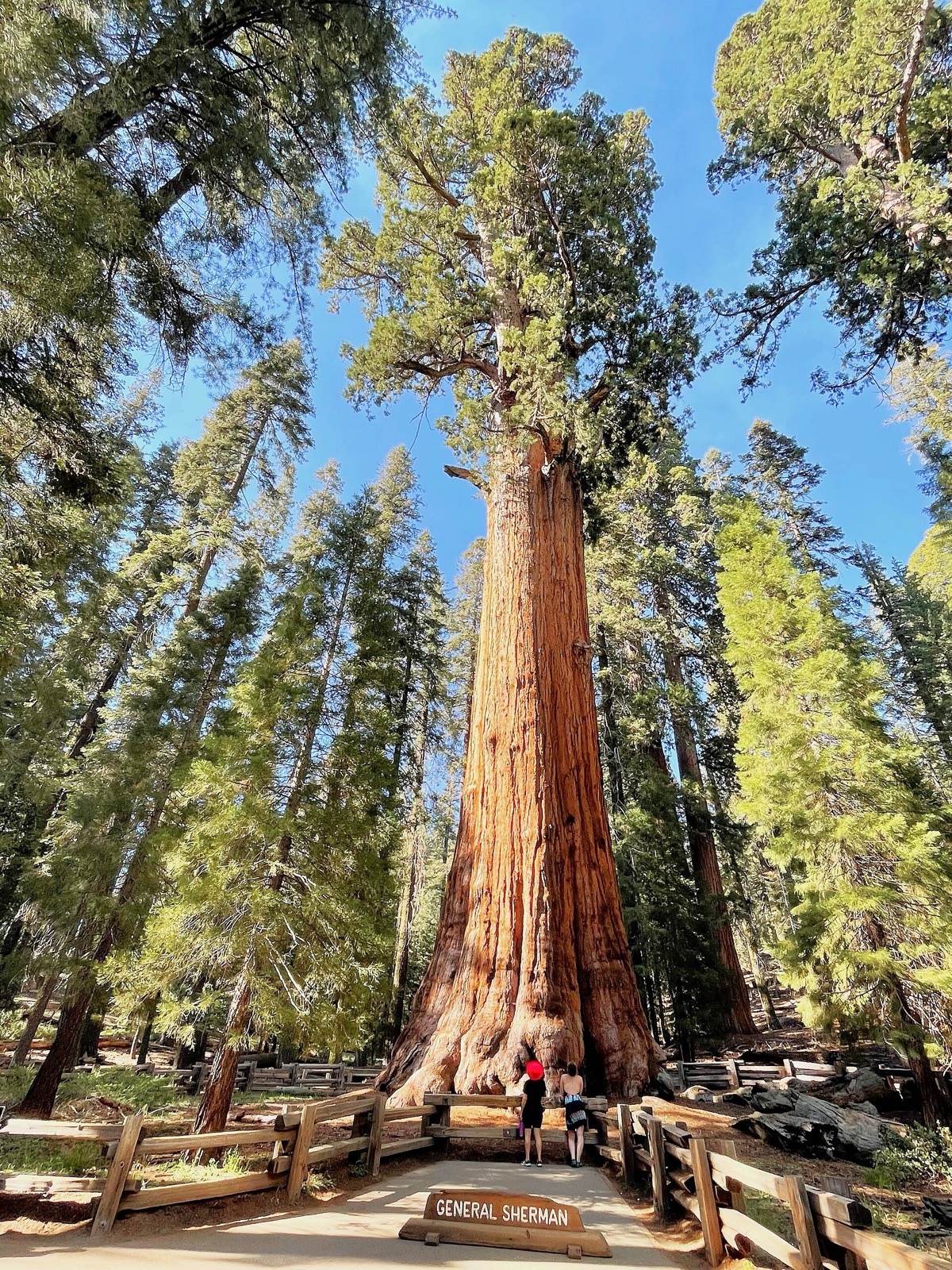 General Sherman Tree
