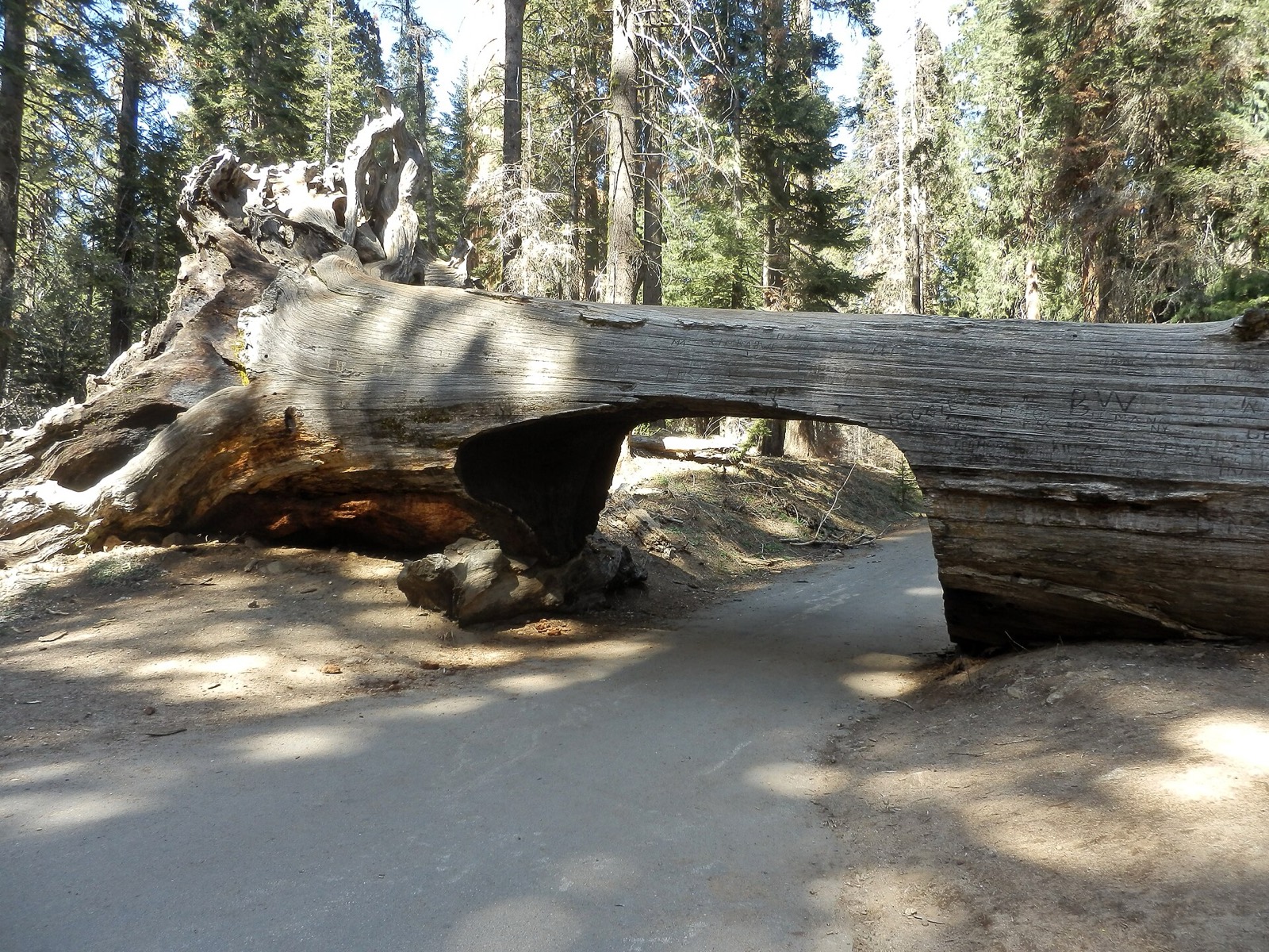 Tunnel Log in Sequoia National Park